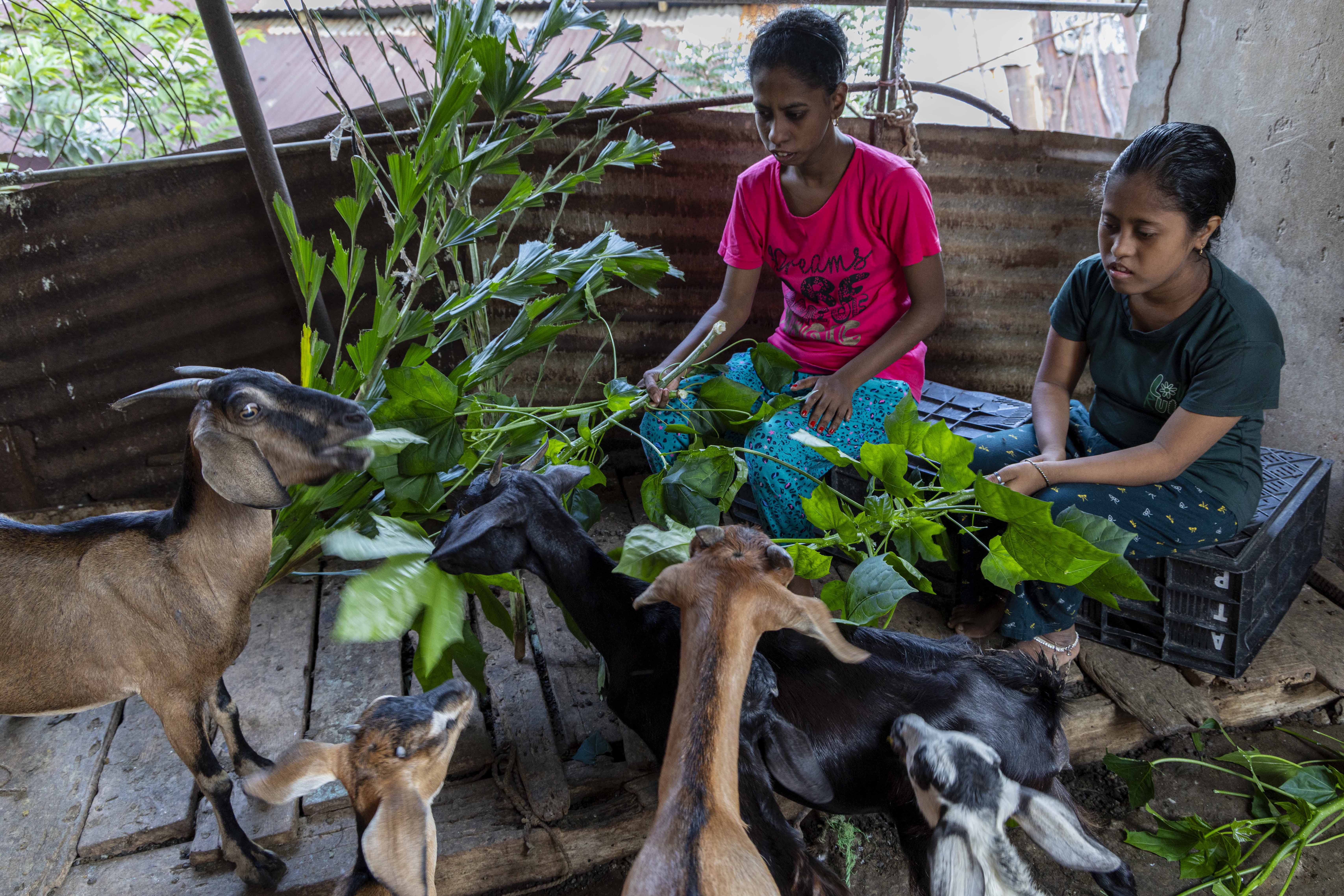 Two sisters Bindeshwari Lakra (27) and Bindya Lakra (20) sit side by side on an upturned, indigo blue plastic crate. The crate is placed on a surface of light brown wooden planks roughly nailed together. There is a half-wall behind them made of rusty, brown, corrugated metal sheets. A semicircle of goats and kids stand on the planks in front of them, eating huge sheaves of bright green leaves that the sisters hold out to them. There are two mocha-coloured goats, one black goat, one mocha-coloured kid and a black-and-white kid. Bindeshwari wears a rose-pink T-shirt and aquamarine cotton pants studded with black dots. Bindya wears a blackish blue T-shirt and matching cotton pants.