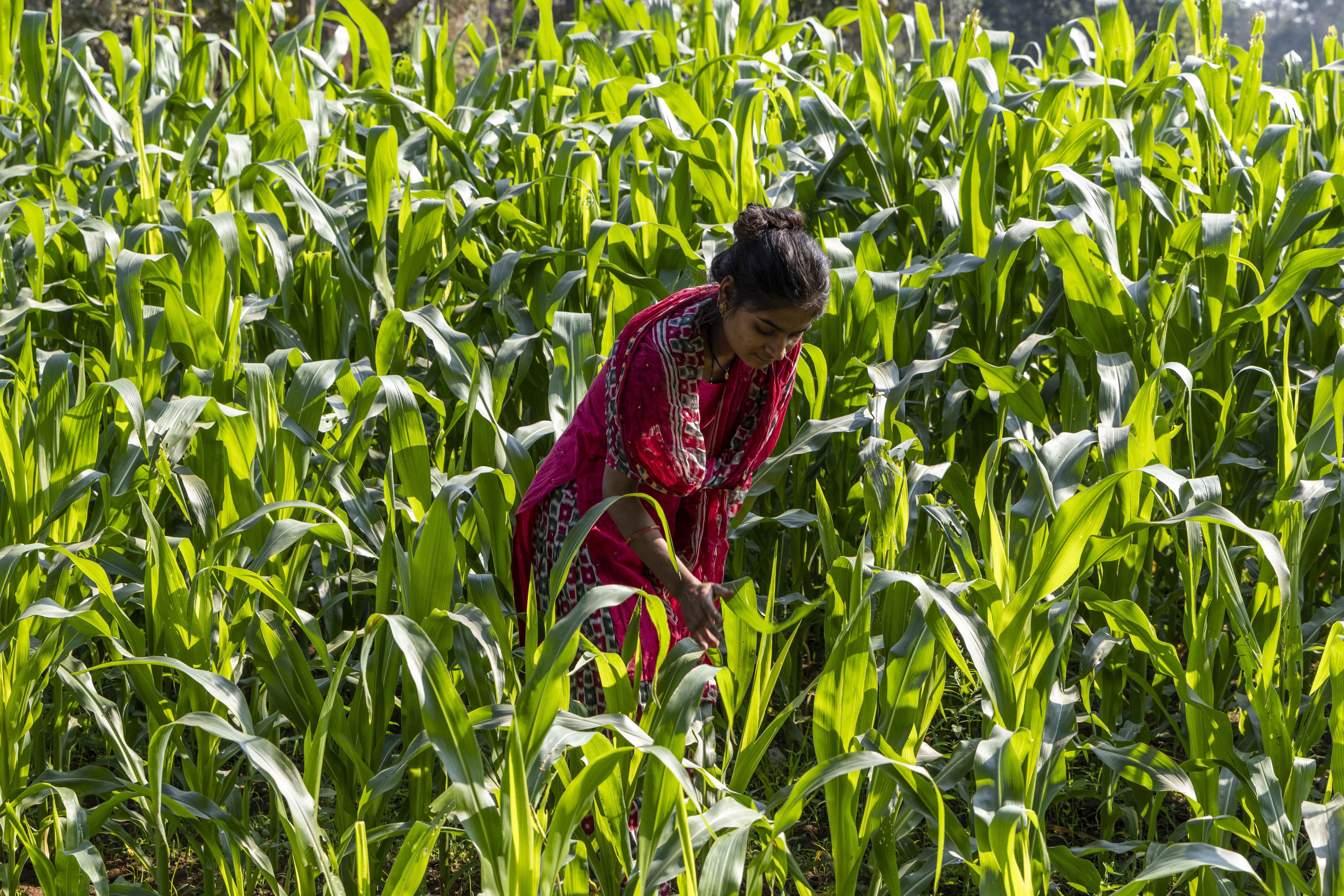 Sapnaben (24) stands amidst a lush green field of corn. She is stooping slightly to touch one of the long, spear-shaped leaves that reach her thigh. She wears a crimson cotton half-sleeved round-necked kameez and a salwar printed in a design of small, light grey and crimson squares edged with white. A dupatta in the same fabric as the salwar is draped around her shoulders with the ends tied together in front.